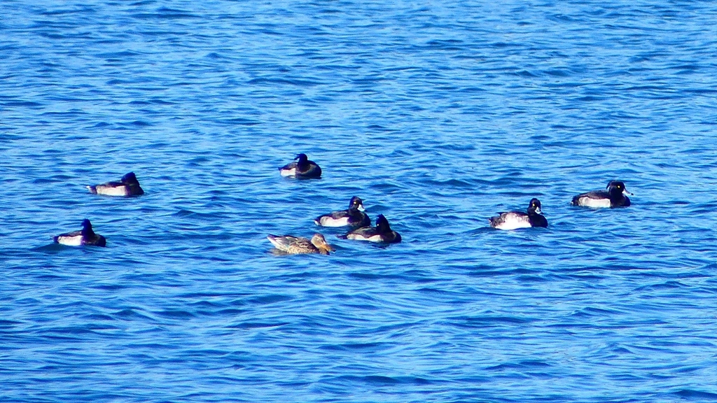 P2320548：カモ類