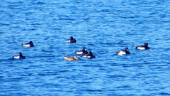 P2320548：カモ類