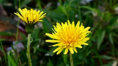 P1020397：タンポポ