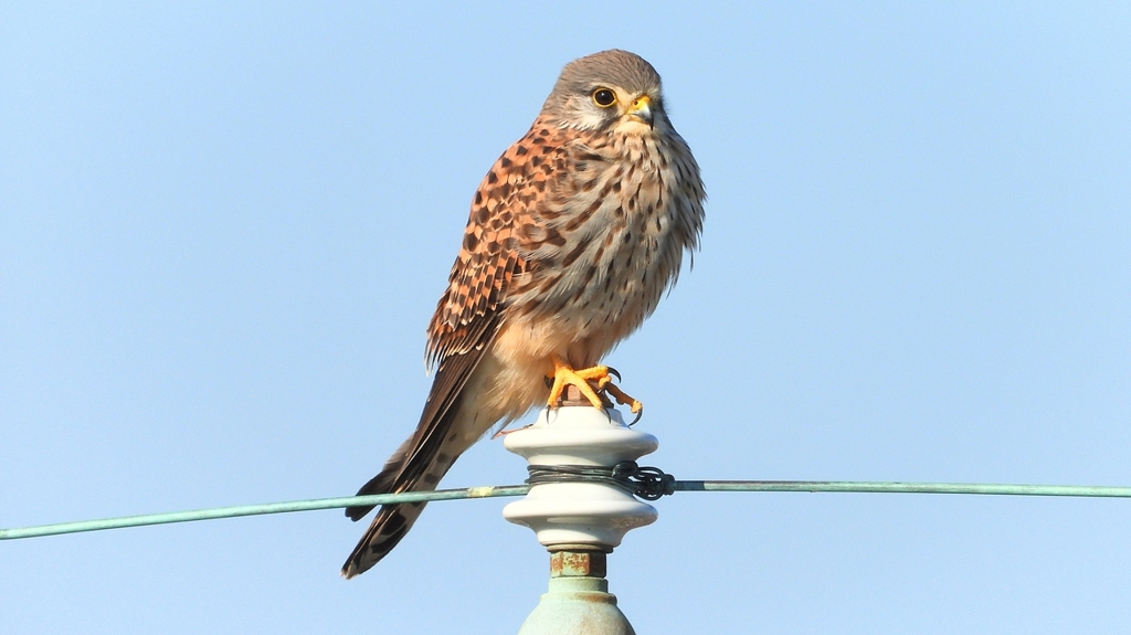 DSCN6576：チョウゲンボウ