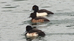 DSCN7139：キンクロハジロ