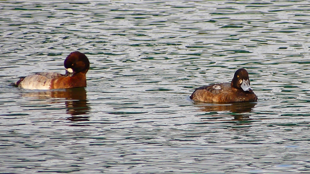 P2350431：スズガモ