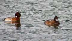 P2350431：スズガモ