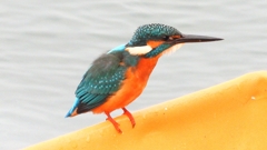 DSCN3367：カワセミ（オス）