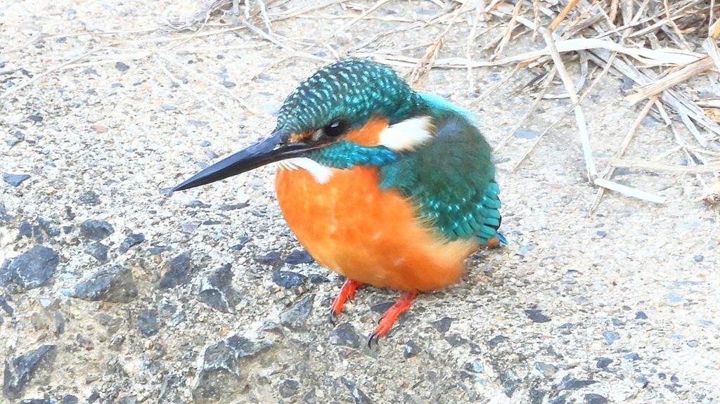 DSCN6382：カワセミ（オス）