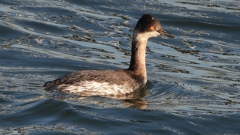 DSCN9291：ハジロカイツブリ