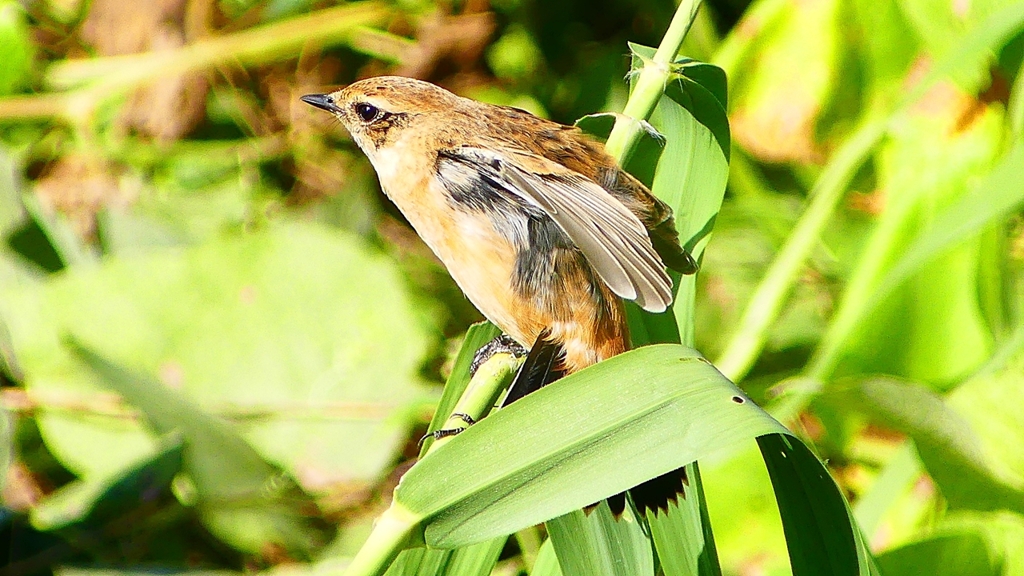 P2300317：ノビタキ