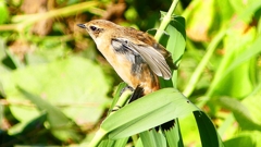 P2300317：ノビタキ