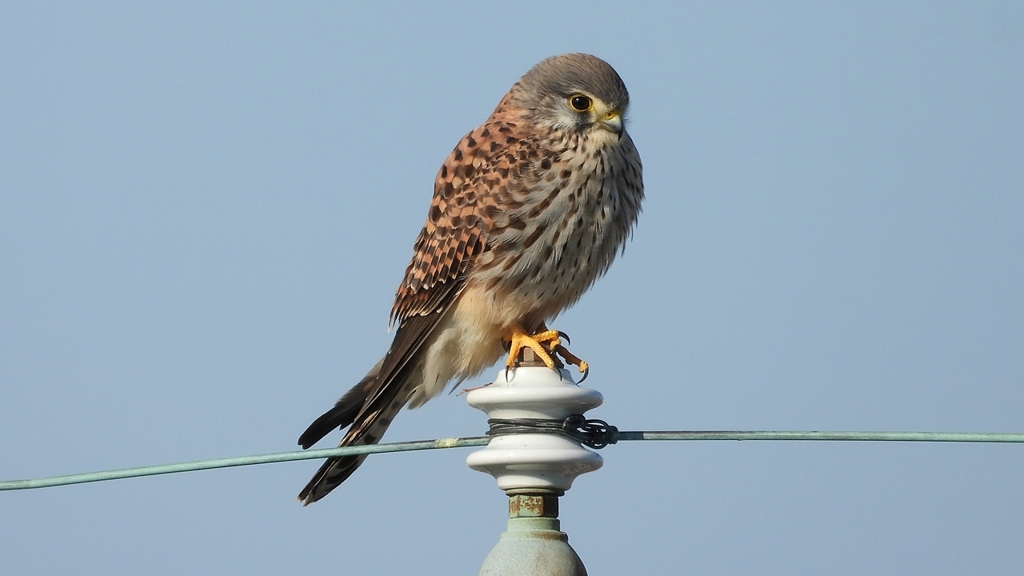 DSCN6544：チョウゲンボウ