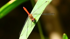 P2250756：マユタテアカネ（オス）