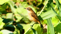 P2300377：ノビタキ