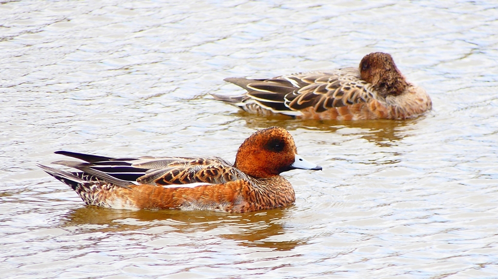 P2340136：ヒドリガモ