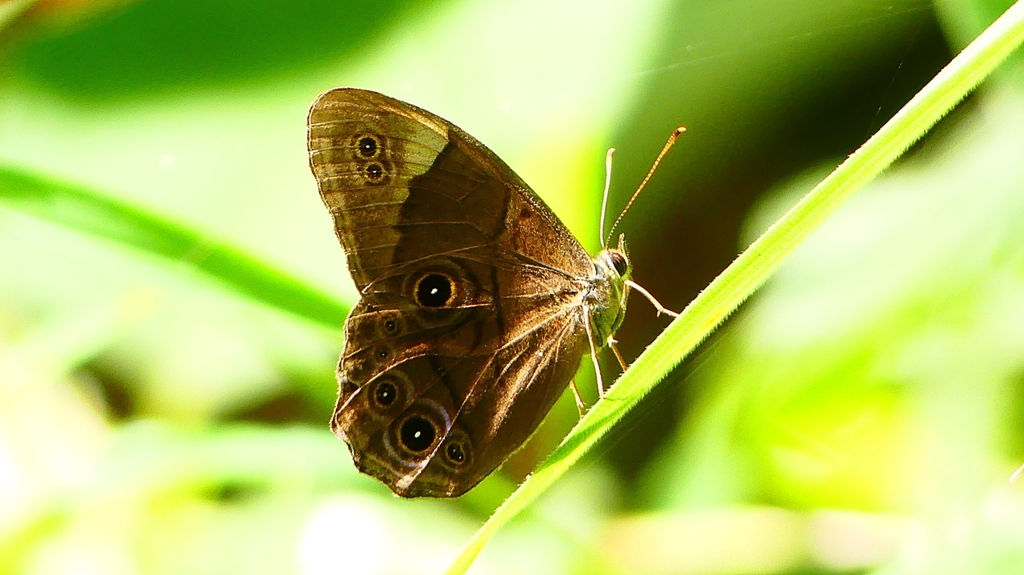 P2260541：クロヒカゲ