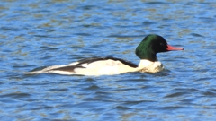 DSCN5891：カワアイサ