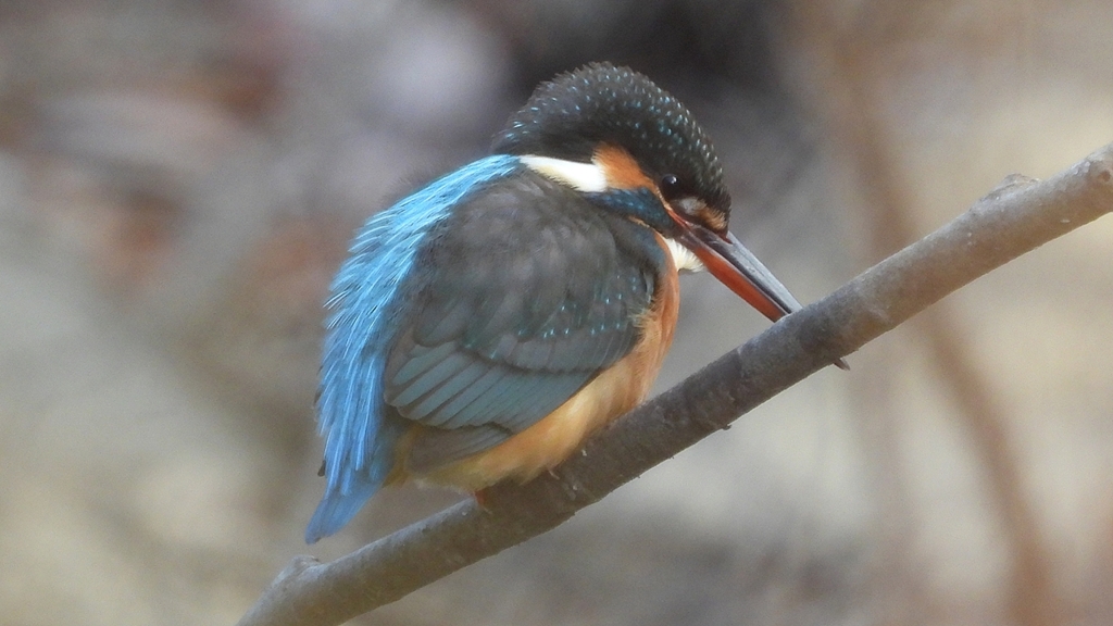 DSCN7939：カワセミ（メス）