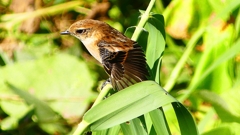 P2300327：ノビタキ