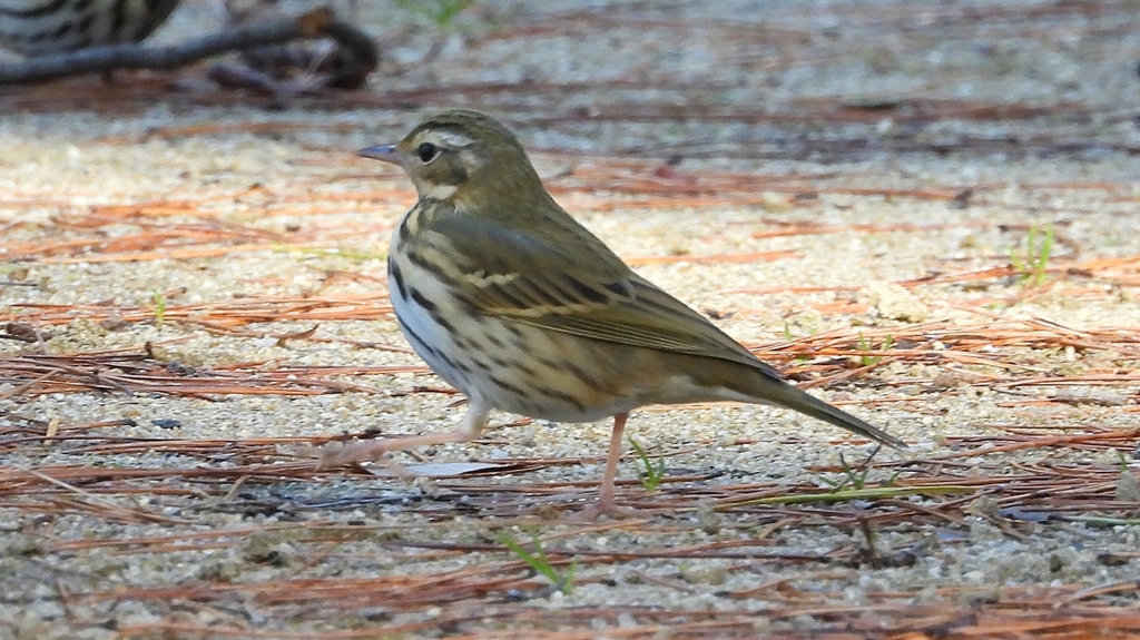 DSCN8215：ビンズイ