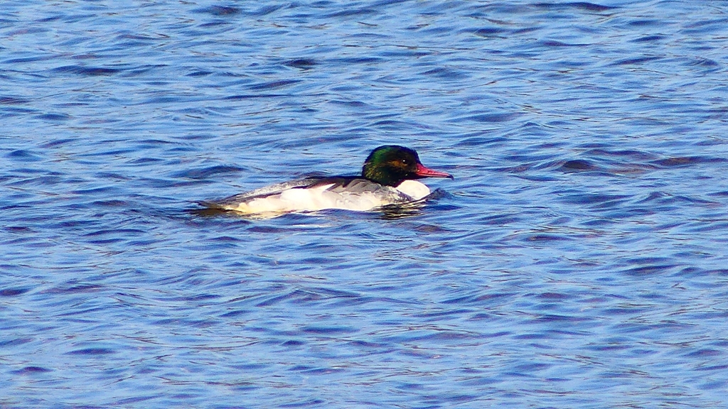 P2390064カワアイサ