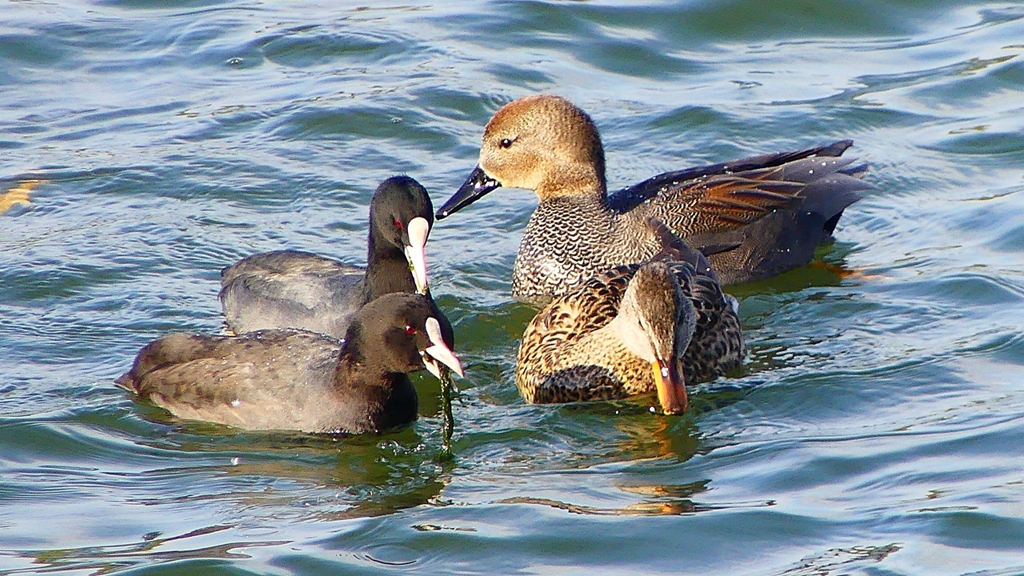 P2410521：オカヨシガモ、オオバン