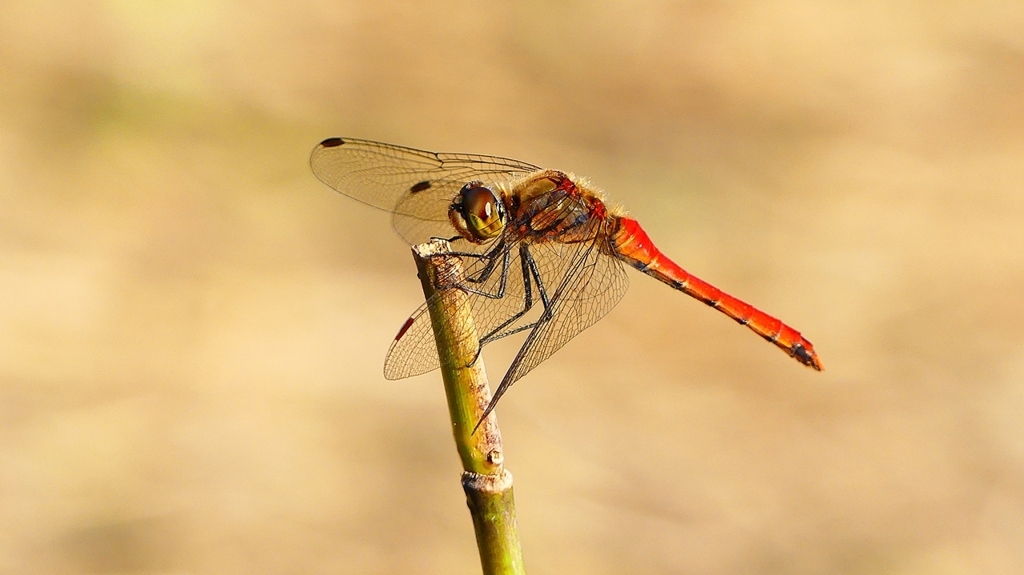 P2320220：アキアカネ（オス）