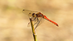 P2320220：アキアカネ（オス）