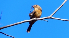 P2400448：ジョウビタキ（メス）