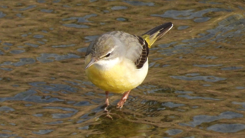 DSCN7553：キセキレイ