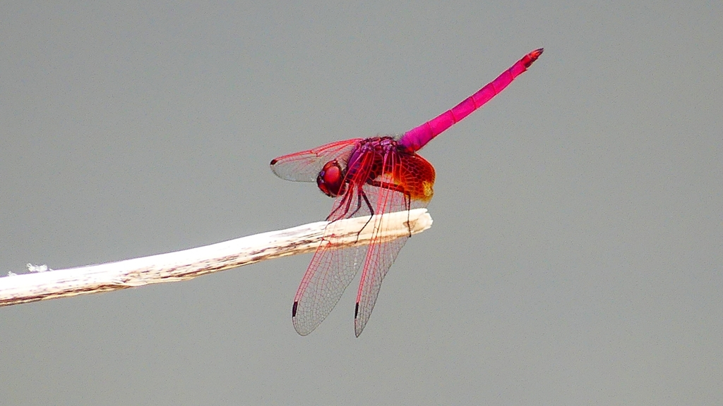 P2280543：ベニトンボ（オス）