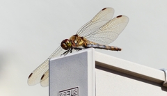 P2380013：アキアカネ（メス）