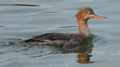 DSCN3186：ウミアイサ（メス）