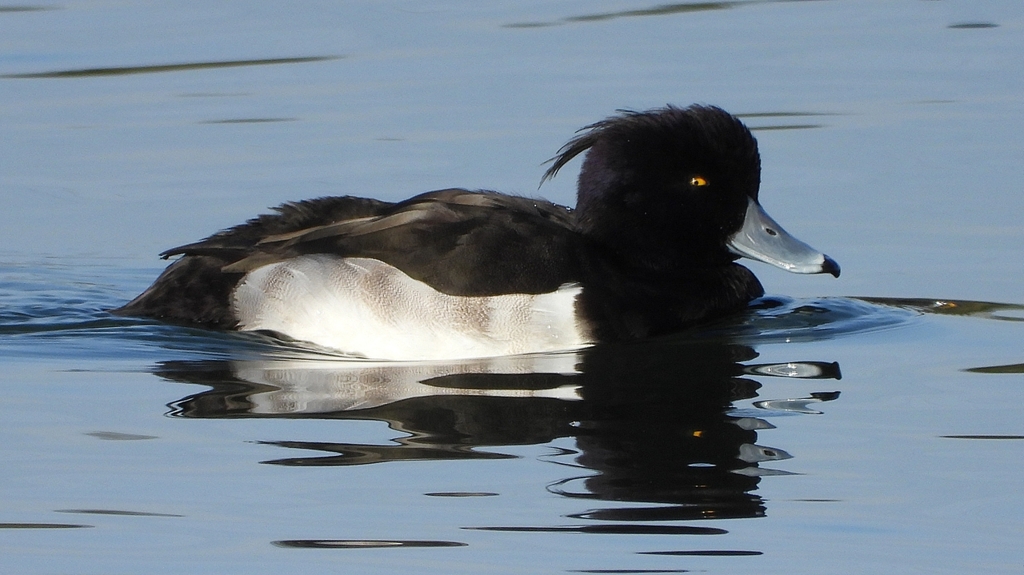 DSCN2868：キンクロハジロ（オス）