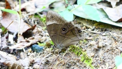 P2250553：クロヒカゲ