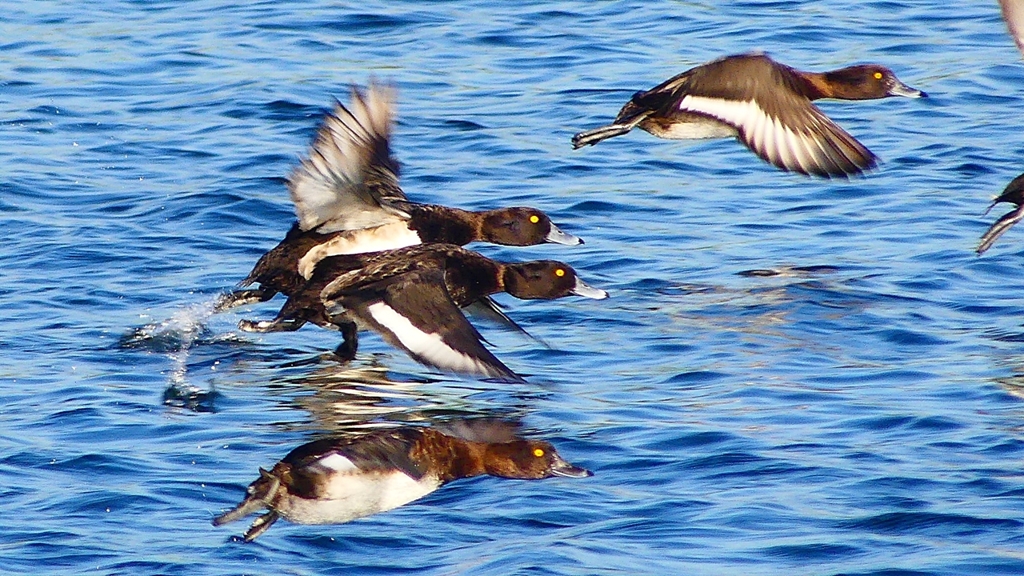P2380178：飛ぶキンクロハジロ