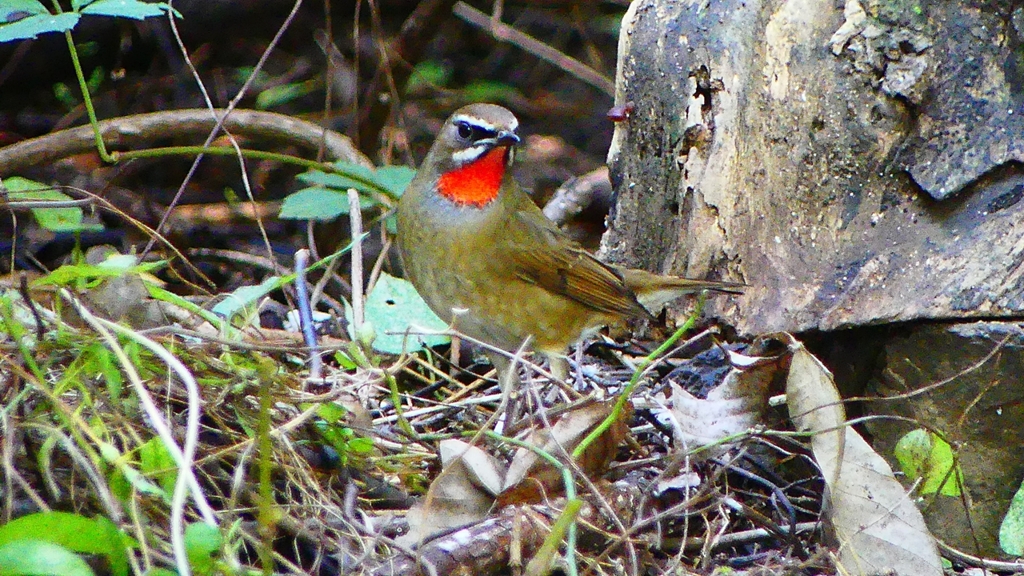 P2310125：ノゴマ（オス