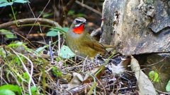 P2310125：ノゴマ（オス