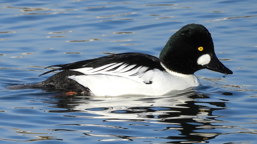 DSCN2731：ホオジロガモ（オス）