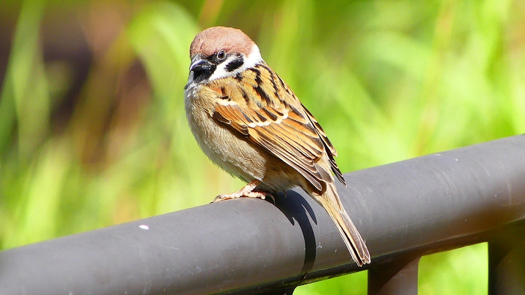 P2340259：スズメ