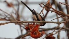 DSCN8499：エナガ