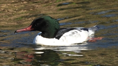 DSCN1777：カワアイサ（オス）