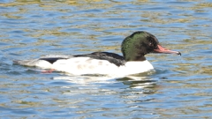 DSCN1956：カワアイサ（オス）