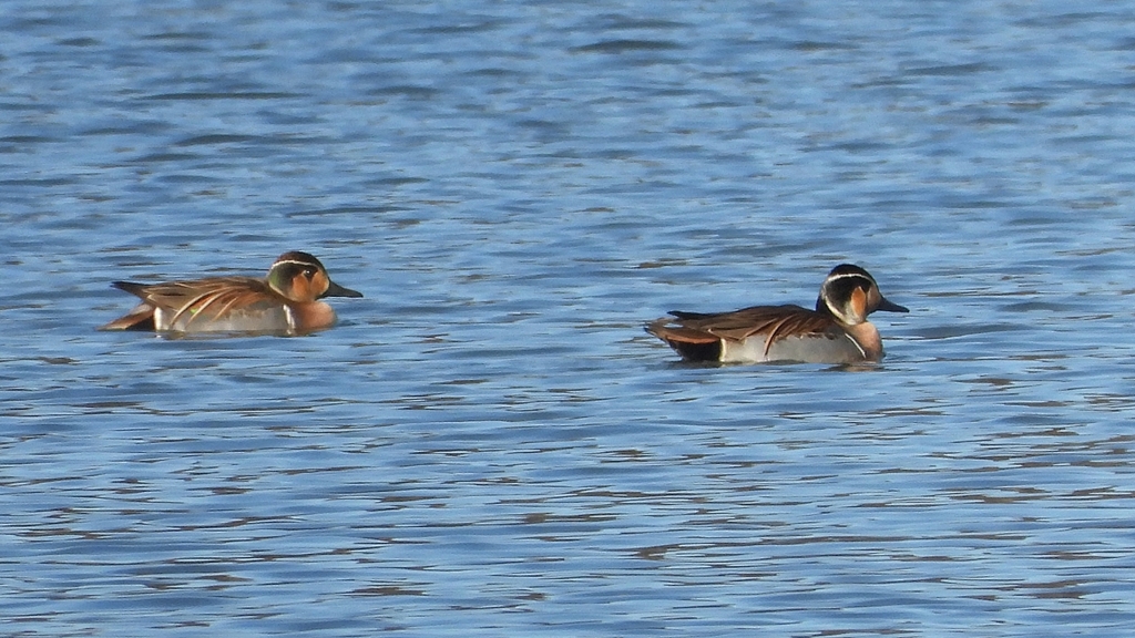 DSCN5060：トモエガモ（オス）