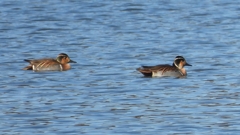 DSCN5060：トモエガモ（オス）