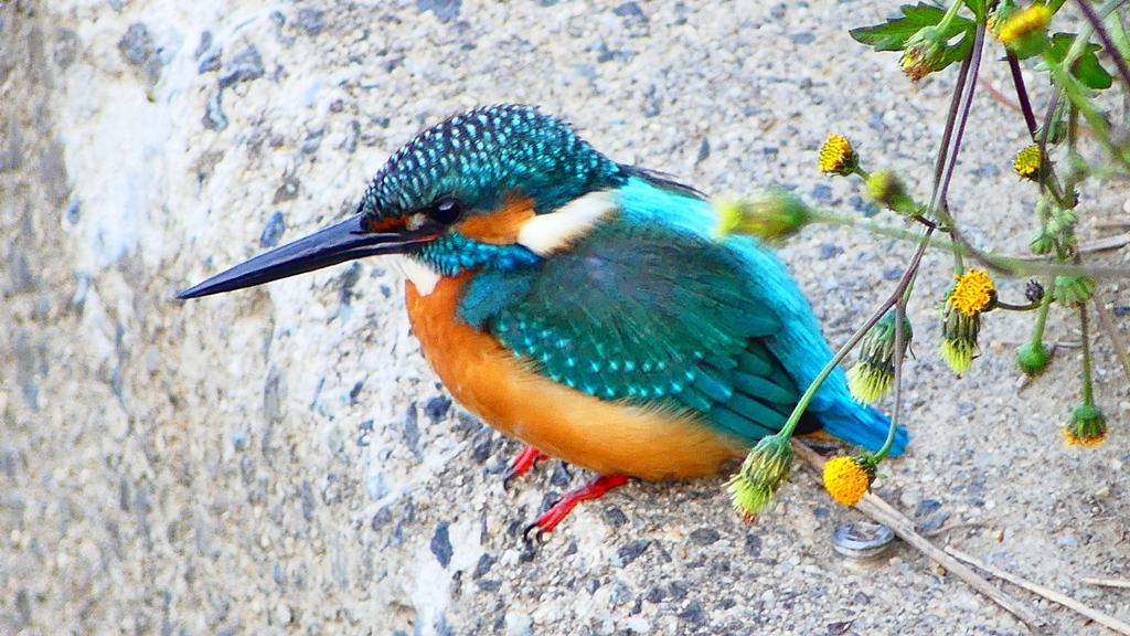 P2410243：カワセミ（オス）