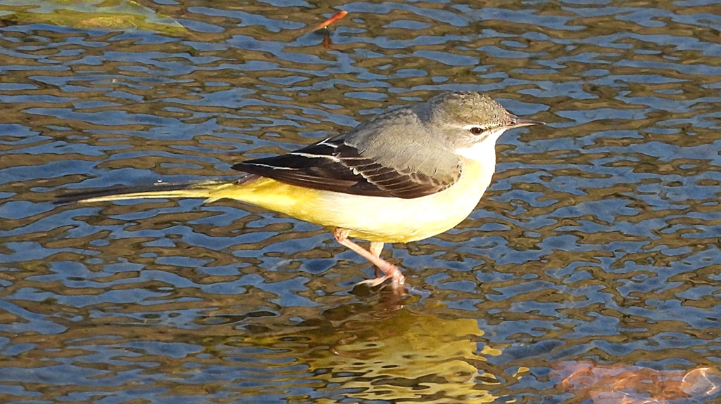 DSCN3682：キセキレイ