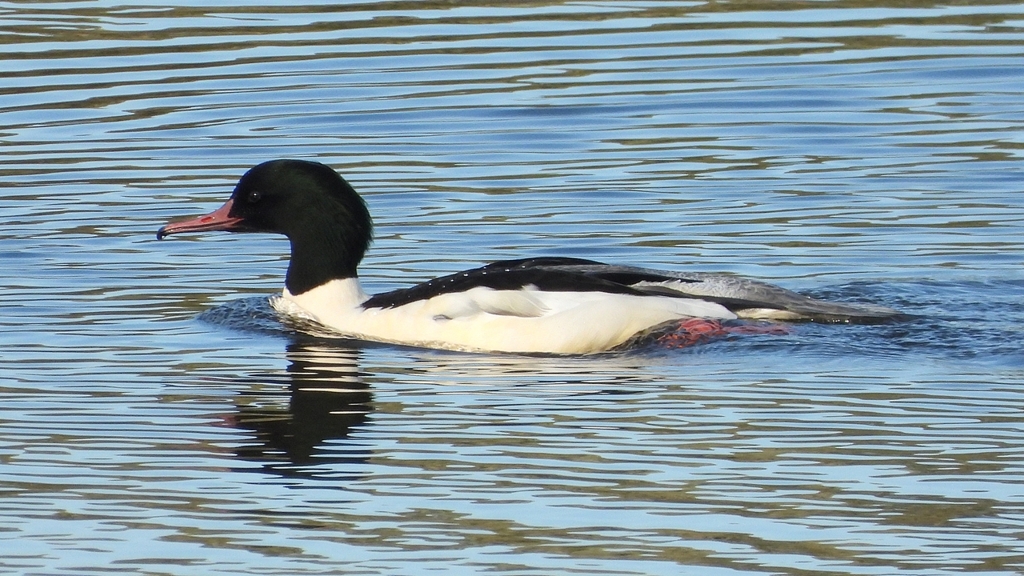 DSCN5364：カワアイサ（オス）