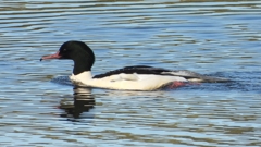 DSCN5364：カワアイサ（オス）