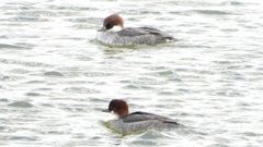 DSCN0362：ミコアイサ