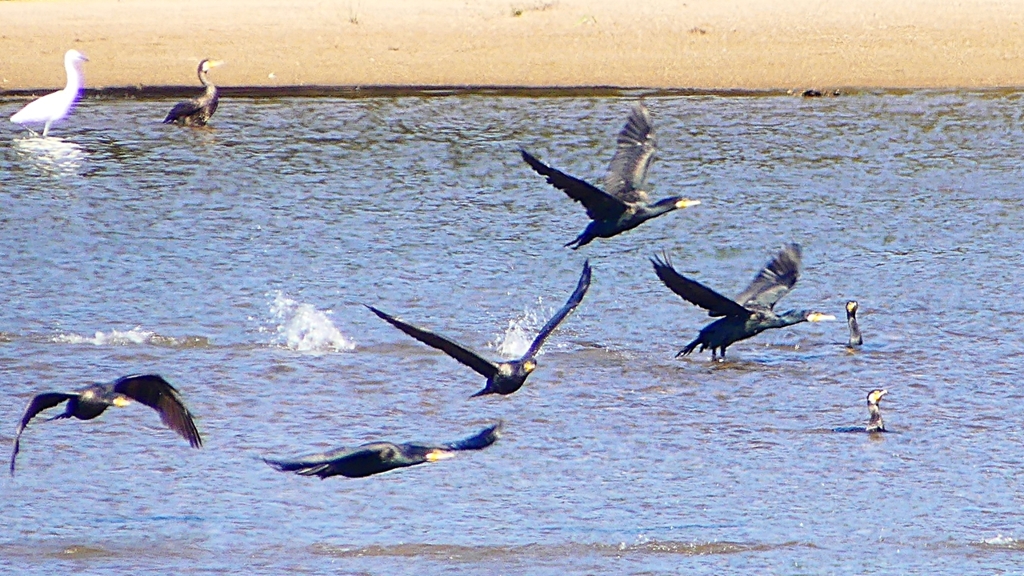 P2330291：カワウの狩り