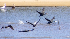 P2330291：カワウの狩り