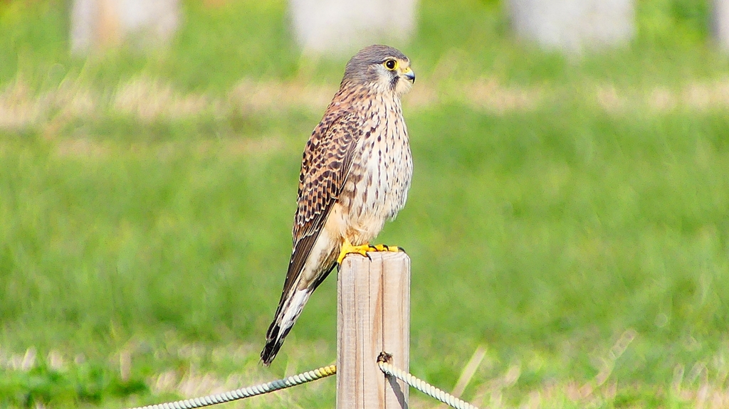 P2340410：チョウゲンボウ